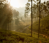 Ceylon Tea Trails Tientsin